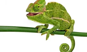 Zielony kameleon z otwartym pyskiem siedzi na gałęzi. Poznaj fascynujące ciekawostki o kameleonach i ich niezwykłych zdolnościach.