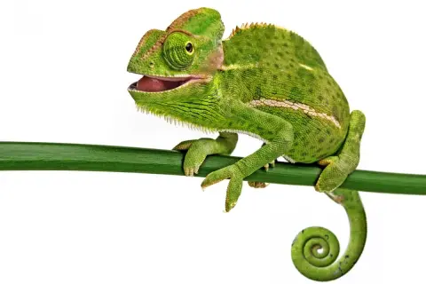 Zielony kameleon z otwartym pyskiem siedzi na gałęzi. Poznaj fascynujące ciekawostki o kameleonach i ich niezwykłych zdolnościach.