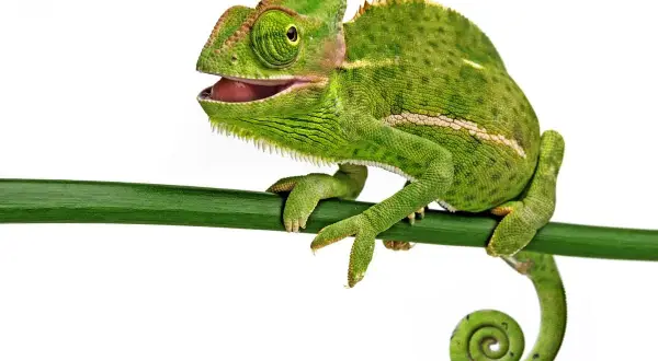 Zielony kameleon z otwartym pyskiem siedzi na gałęzi. Poznaj fascynujące ciekawostki o kameleonach i ich niezwykłych zdolnościach.